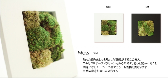 開店祝い 開業祝い 観葉植物