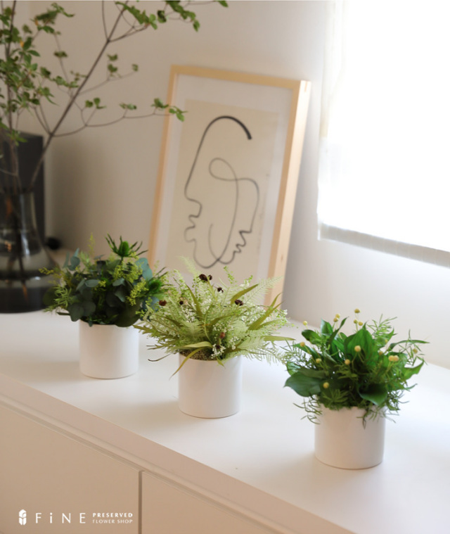 ラフィネ - インドアグリーン インテリアグリーン 観葉植物 新築祝い