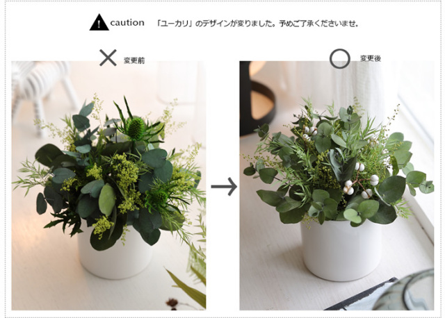 ラフィネ - インドアグリーン インテリアグリーン 観葉植物 新築祝い