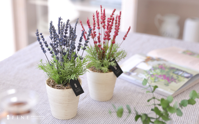 ラベンダー - プリザーブドフラワー 敬老の日 2025 ギフト サマー