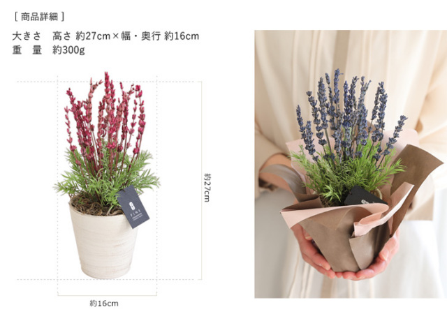 ラベンダー - プリザーブドフラワー 敬老の日 2025 ギフト サマー