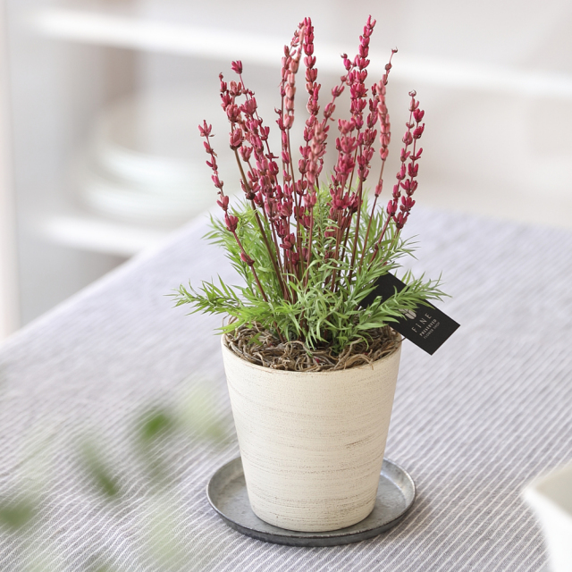 ラベンダー - プリザーブドフラワー 敬老の日 2025 ギフト サマー