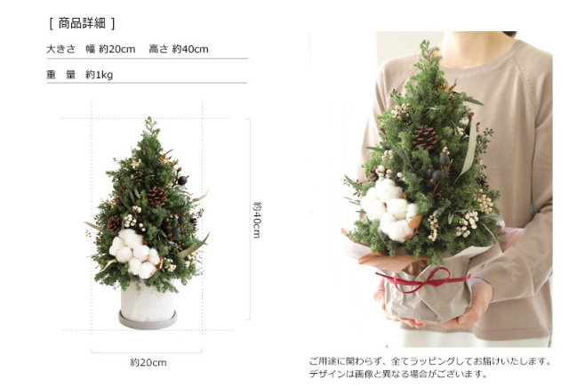 ノルディックツリー - クリスマス ツリー 本物 杉 コニファー 卓上