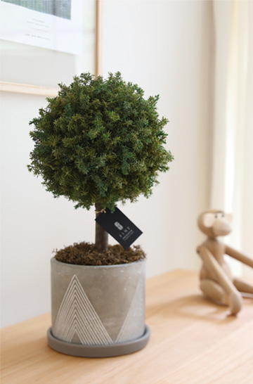 枯れない観葉植物インテリアプリザーブドグリーン／グリーンボールトピアリーギフト枯れない観葉植物インテリア