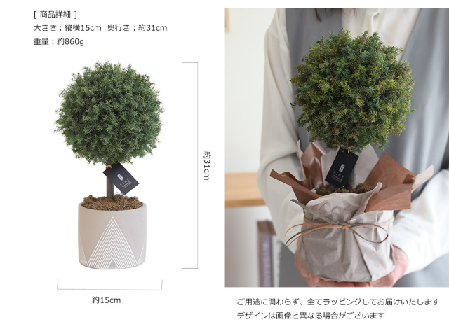 グリーンボール - プリザーブド グリーン ギフト プレゼント 枯れない