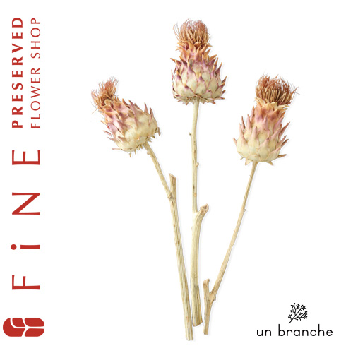 アーティーチョークミニ |プリザーブドフラワー ドライフラワー