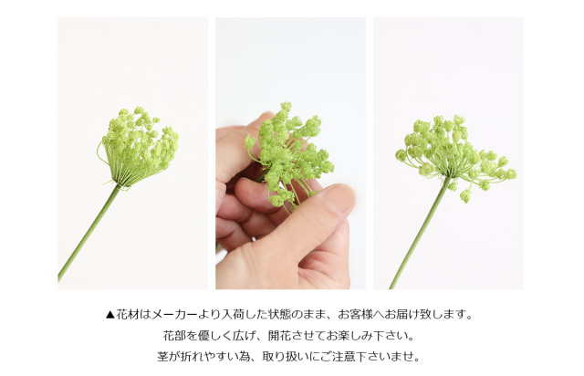 花材/ドライフラワー/プリザーブドフラワー