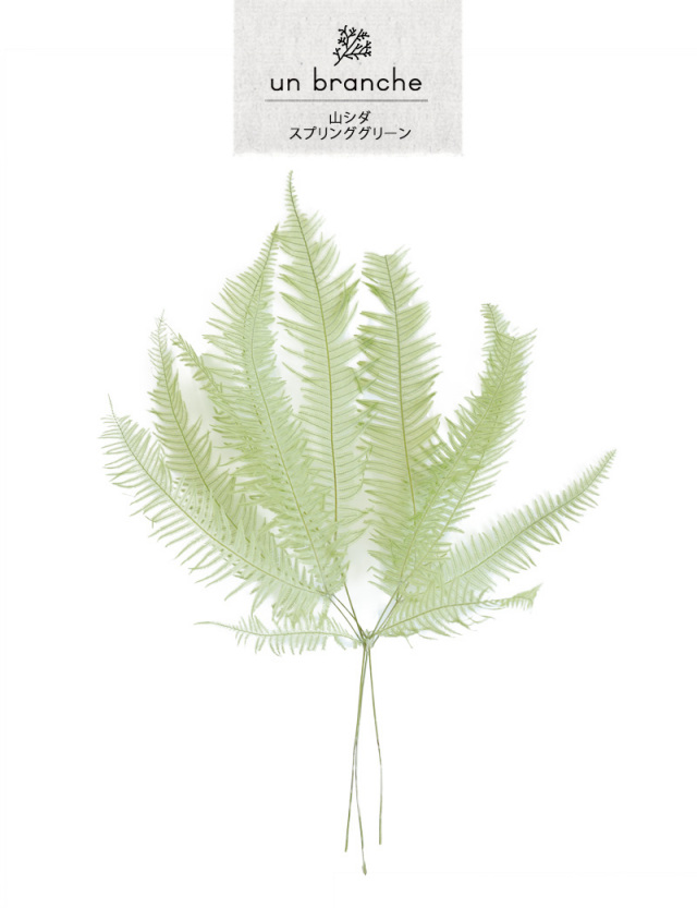 花材/ドライフラワー/プリザーブドフラワー