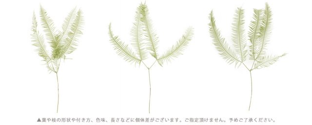 花材/ドライフラワー/プリザーブドフラワー