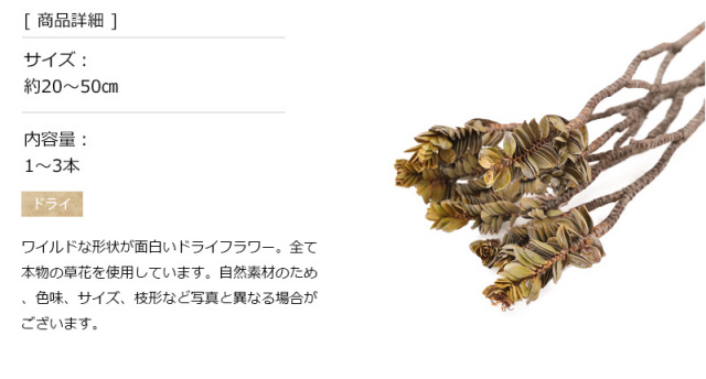 パインブッシュ｜プリザーブドフラワー ドライフラワー 花材