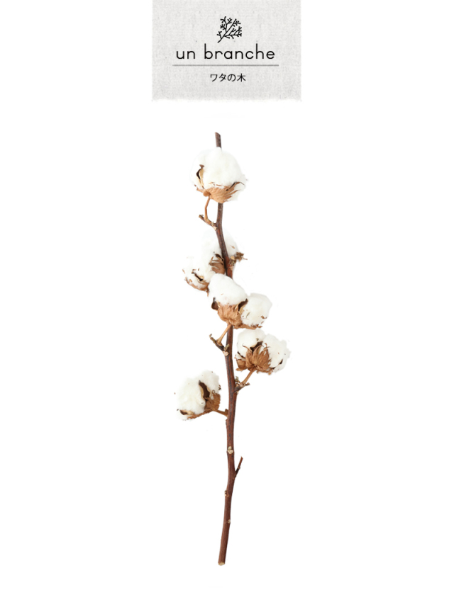 ワタの木｜プリザーブドフラワー コットンフラワー ドライフラワー 花