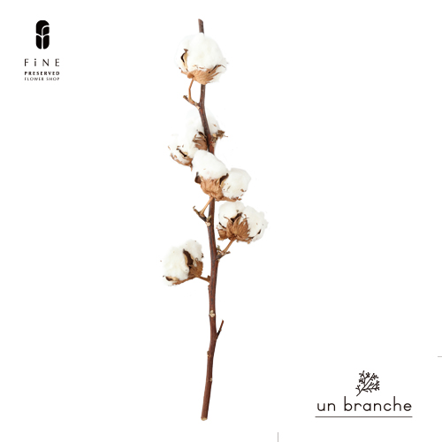 コットンフラワー　ドライフラワー　オーダーメイド ワタの木｜プリザーブドフラワー コットンフラワー ドライフラワー 花