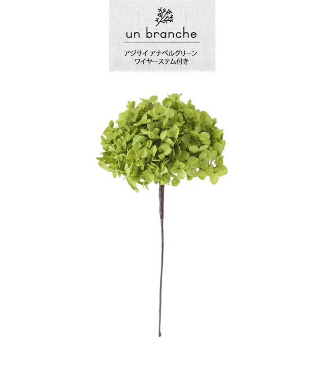 アナベル　あじさいドライフラワーセットまとめ売り アナベル あじさいドライフラワーセットまとめ売り