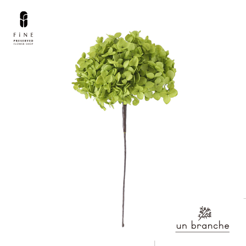 アナベル グリーン |プリザーブドフラワー/ドライフラワー/花材/小分け