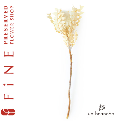 ホワイトアジサイワイヤーステム付き｜プリザーブドフラワー/ドライ