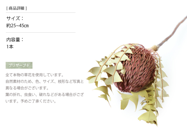 花材/ドライフラワー/プリザーブドフラワー