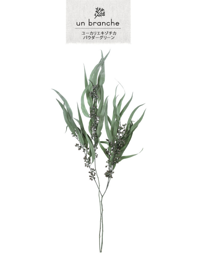 ユーカリエキゾチカパウダーグリーン｜プリザーブドフラワー/ドライ