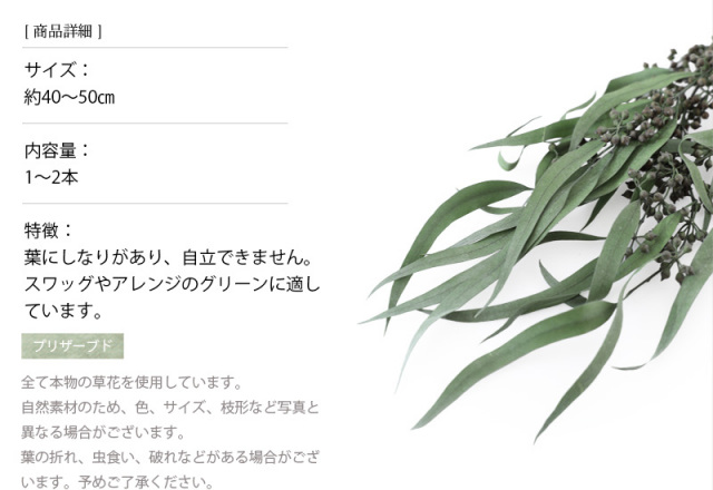 ユーカリエキゾチカパウダーグリーン｜プリザーブドフラワー/ドライ