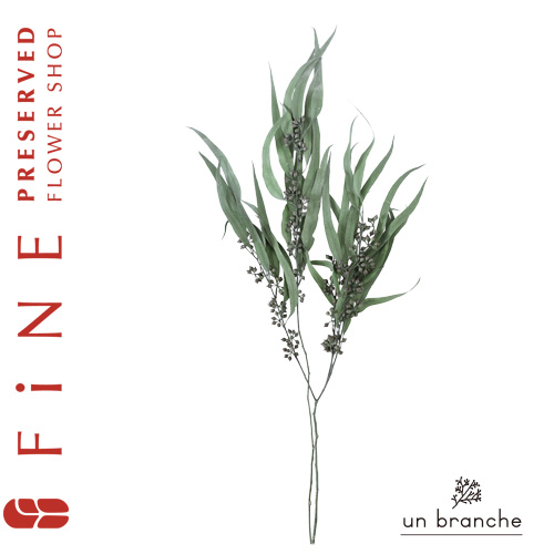 ワタの木｜プリザーブドフラワー コットンフラワー ドライフラワー 花