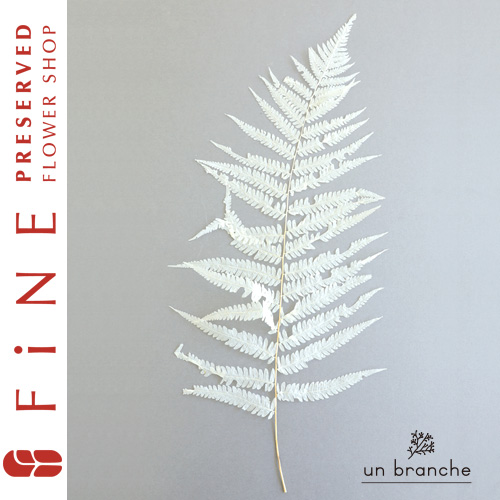 ナガシダ白｜プリザーブドフラワー/ドライフラワー/花材/小分け