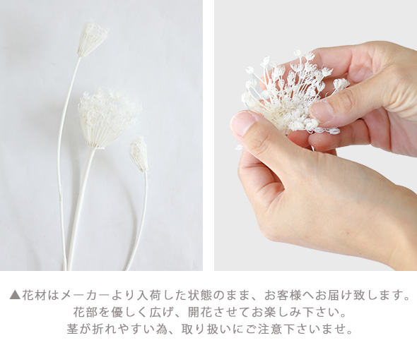 花材/ドライフラワー/プリザーブドフラワー