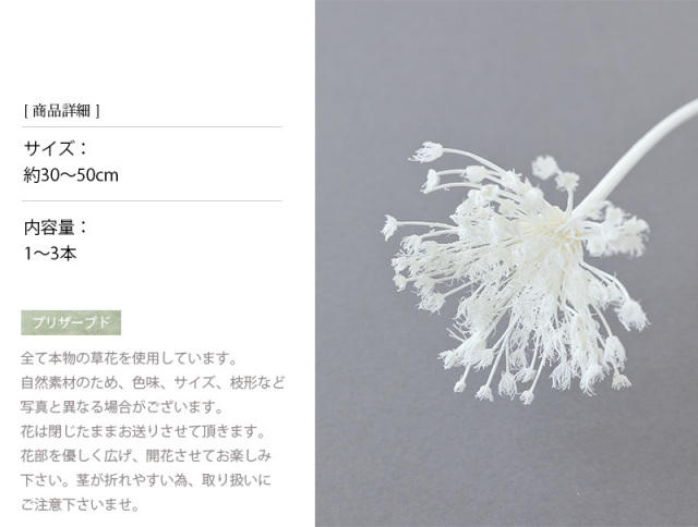 花材/ドライフラワー/プリザーブドフラワー