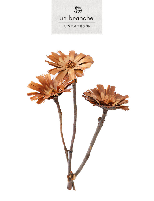 リペンスロゼッタN｜ドライフラワー ワイルドフラワー 花材 販売