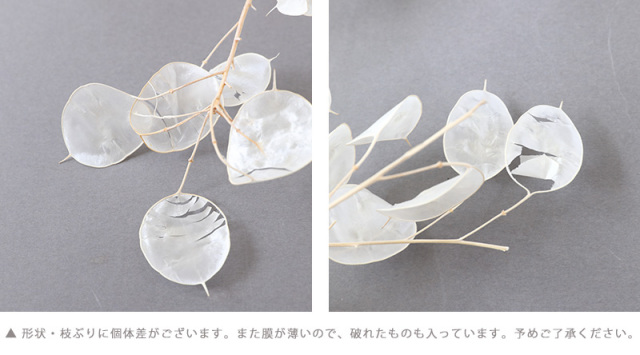 【10】ドライフラワー ホワイト系 まとめ売り12種類 10】ドライフラワー ホワイト系 まとめ売り12種類 10】ドライ