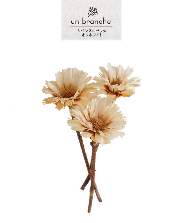 R様 リクエスト 花材　まとめ商品 リペンスロゼッタ・オフホワイト｜ドライフラワー ワイルドフラワー 花