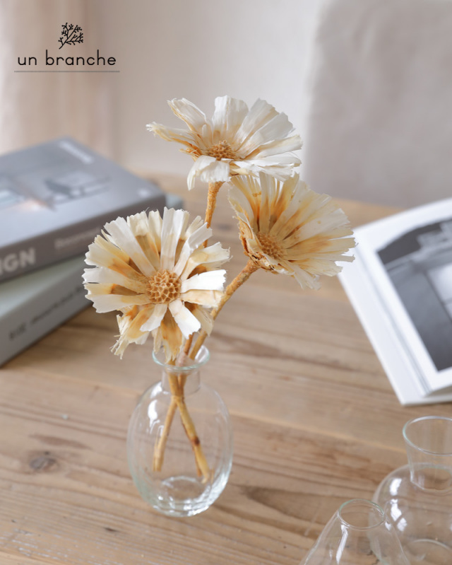 リペンスロゼッタ・オフホワイト｜ドライフラワー ワイルドフラワー 花