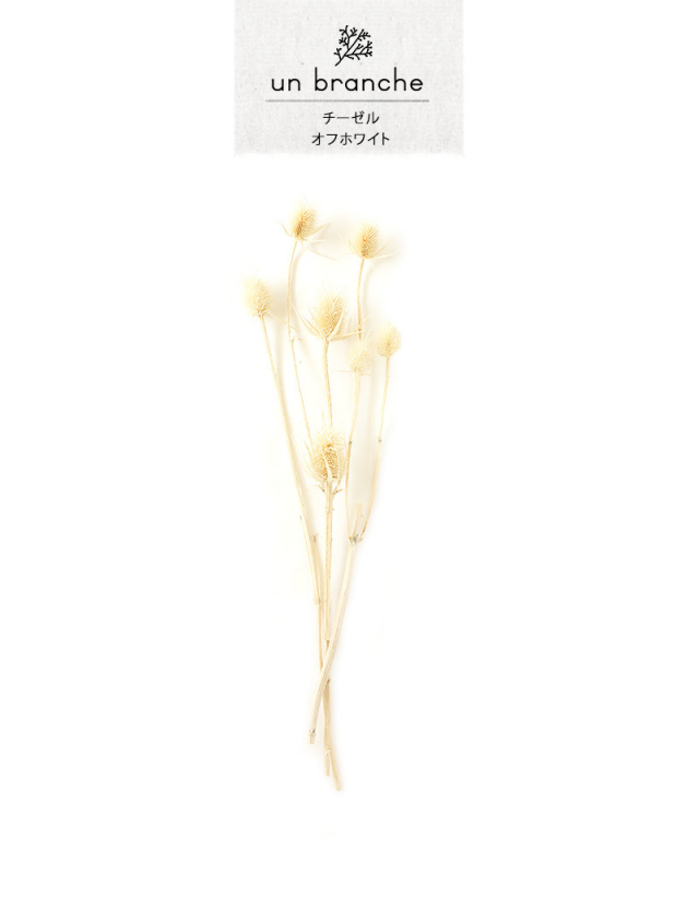 チーゼル オフホワイト｜ドライフラワー ワイルドフラワー 花材 販売