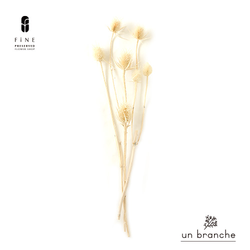 ドライフラワー❇️プルモサム❣️ 楽天市場】プルモサム ドライフラワー ワイルドフラワー 花材 販売