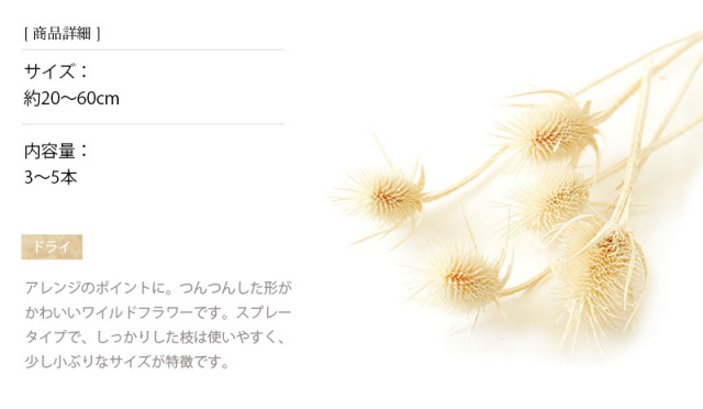 チーゼル オフホワイト｜ドライフラワー ワイルドフラワー 花材 販売