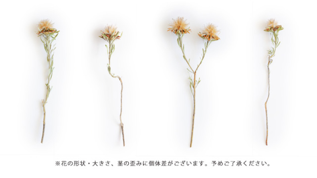 プルモサム｜ドライフラワー ワイルドフラワー 花材 販売 小分け