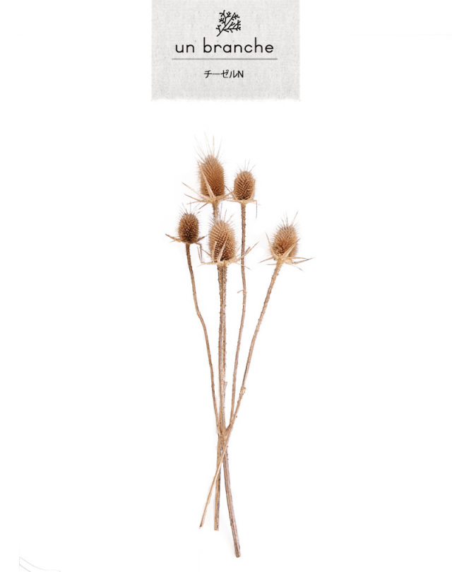 ドライフラワー 楽天市場】瓶入り ドライフラワー アソート クリスマス ミックス