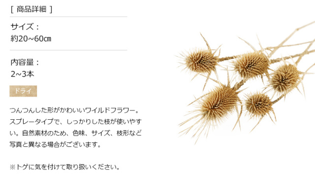 チーゼル N｜プリザーブドフラワー ドライフラワー 花材 小分け
