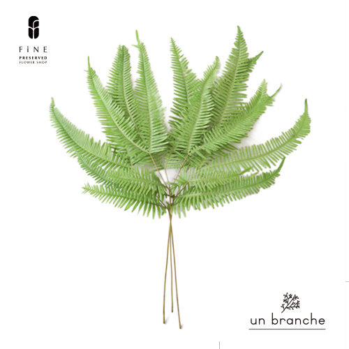 山シダ グリーン