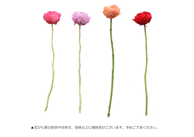 花材/ドライフラワー/プリザーブドフラワー