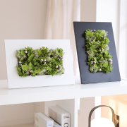 グリーンハート【送料無料】