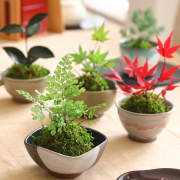 ぷり盆栽【送料無料】