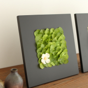 開店祝い 開業祝い 観葉植物