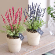 ラベンダー 【送料無料】