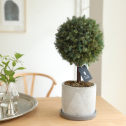 グリーンボール【送料無料】