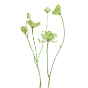 グリーンミスト ライムグリーン【アンブランシュ】プリザーブドグリーン　花材　販売 小分け　ナチュラルインテリア　シンプル 手作り　ハンドメイド　インテリア 北欧インテリア