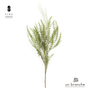 グレビレア・アイバンフォー　スプリンググリーン【アンブランシュ】