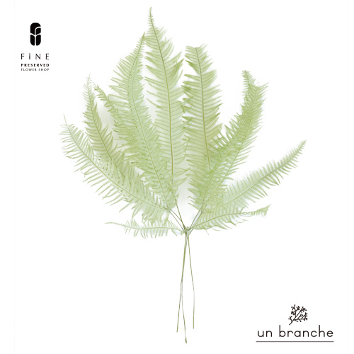 花材/ドライフラワー/プリザーブドフラワー