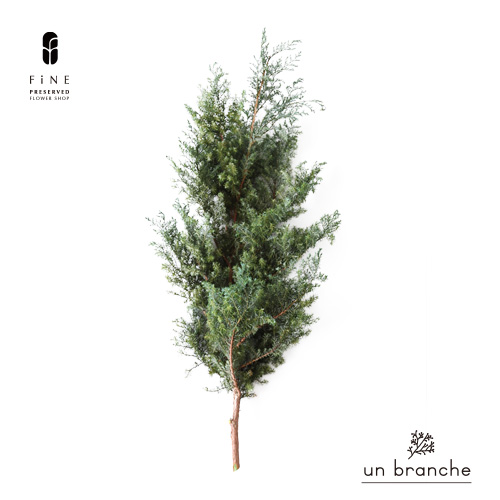 花材/ドライフラワー/プリザーブドフラワー