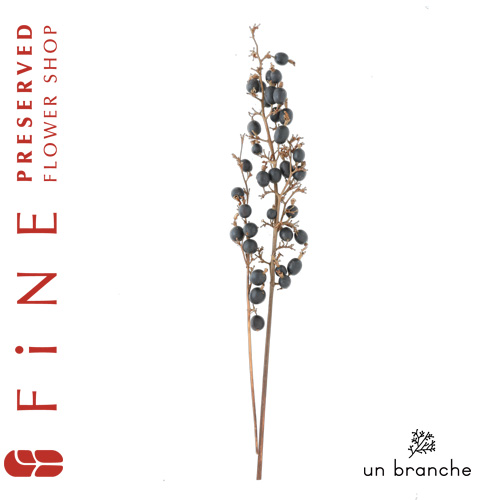花材/ドライフラワー/プリザーブドフラワー