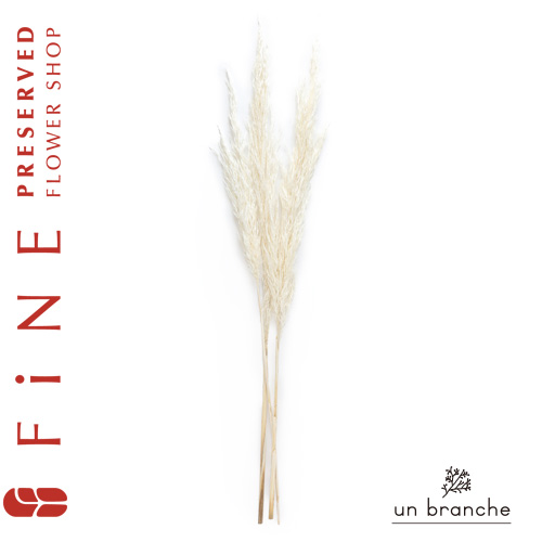花材/ドライフラワー/プリザーブドフラワー