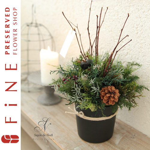 サパン・ドゥ・ノエル 【送料無料】